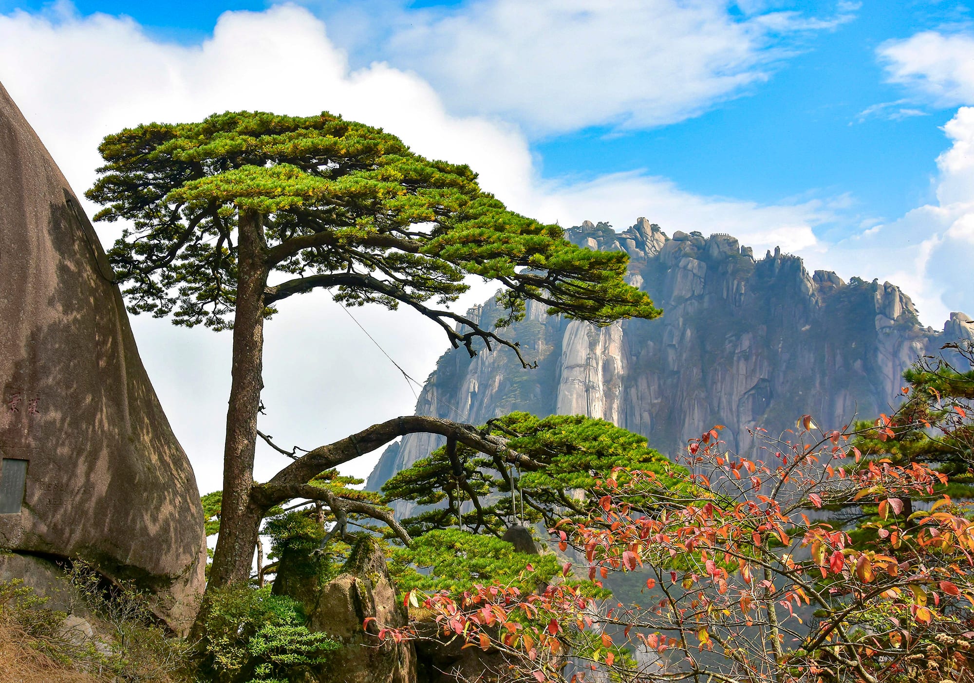 An old pine framed by autumn foliage in Huangshan