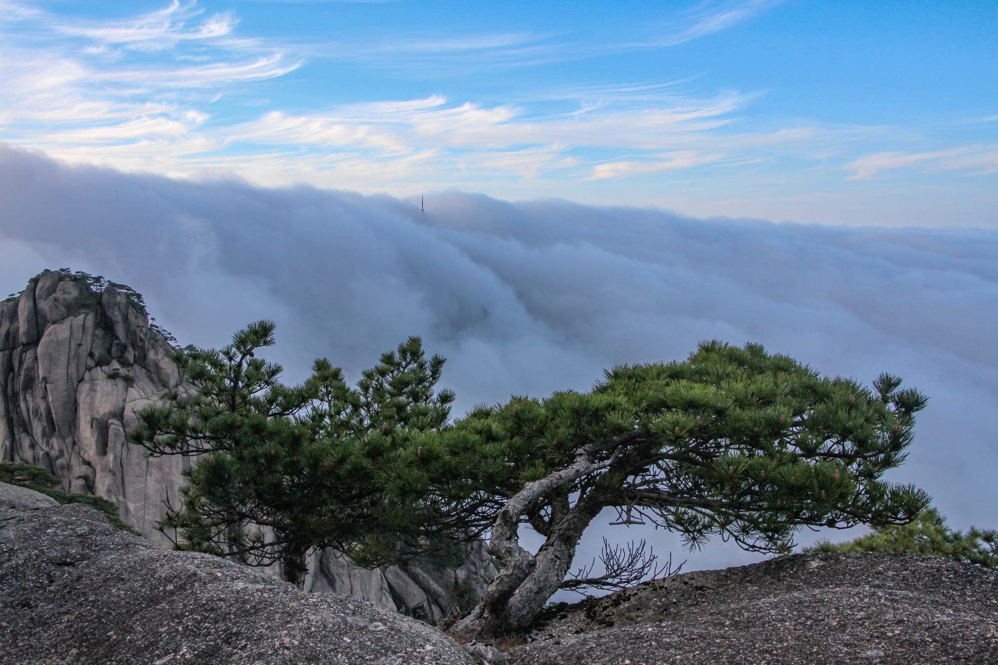 Pine trees and mountain peaks rising above clouds in Huangshan